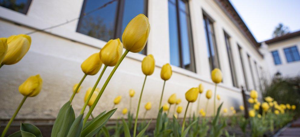 菲利普学堂庭院中盛开的黄色郁金香